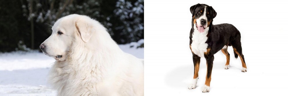 Greater Swiss Mountain Dog vs Great Pyrenees - Breed Comparison