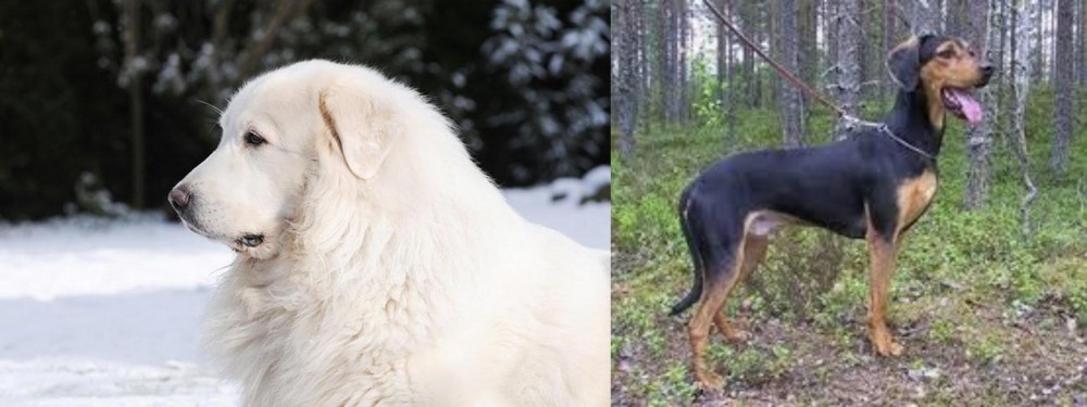 Greek Harehound vs Great Pyrenees - Breed Comparison