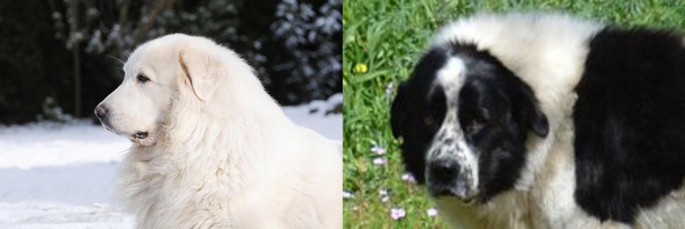 Greek Sheepdog vs Great Pyrenees - Breed Comparison