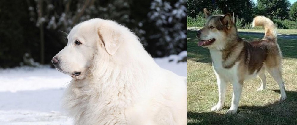Greenland Dog vs Great Pyrenees - Breed Comparison