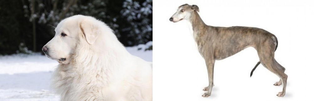 Greyhound vs Great Pyrenees - Breed Comparison