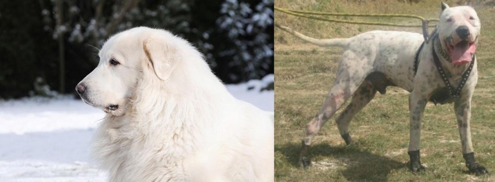 Gull Dong vs Great Pyrenees - Breed Comparison