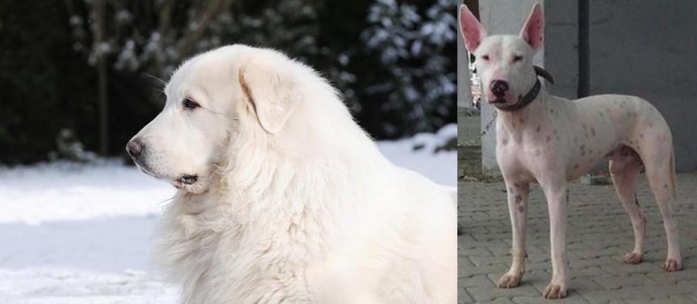 Gull Terr vs Great Pyrenees - Breed Comparison