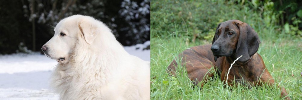 Hanover Hound vs Great Pyrenees - Breed Comparison
