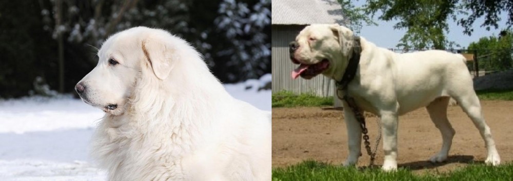 Hermes Bulldogge vs Great Pyrenees - Breed Comparison