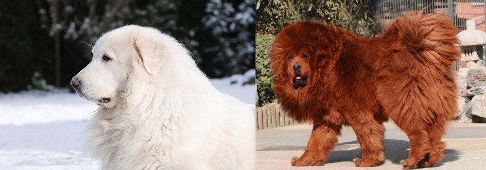 Himalayan Mastiff vs Great Pyrenees - Breed Comparison