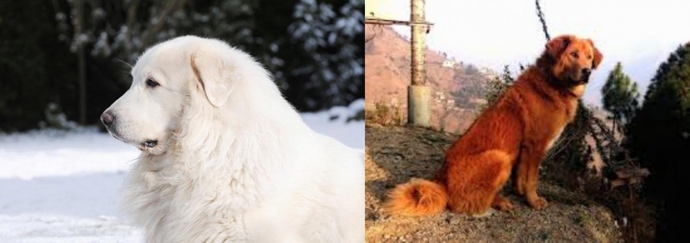Himalayan Sheepdog vs Great Pyrenees - Breed Comparison