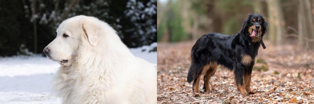 Hovawart vs Great Pyrenees - Breed Comparison
