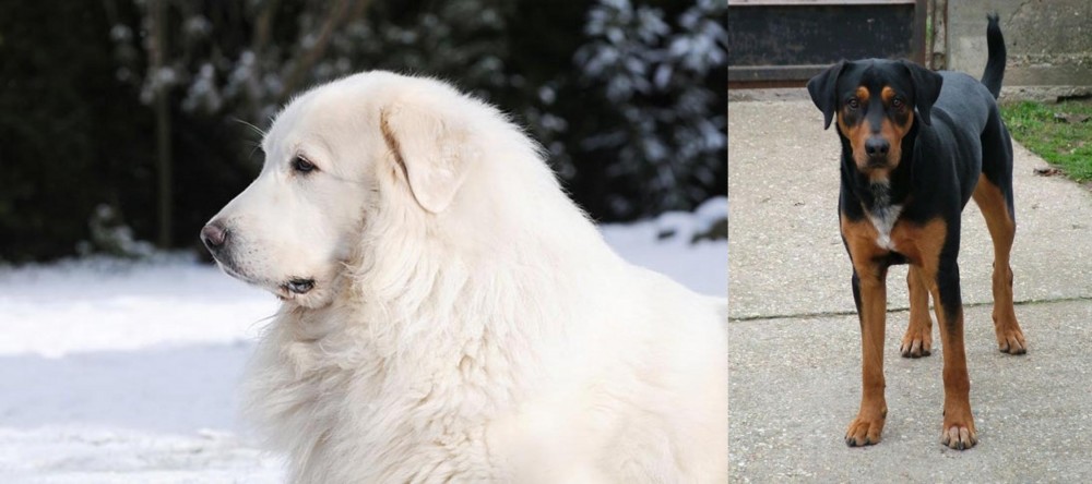 Hungarian Hound vs Great Pyrenees - Breed Comparison