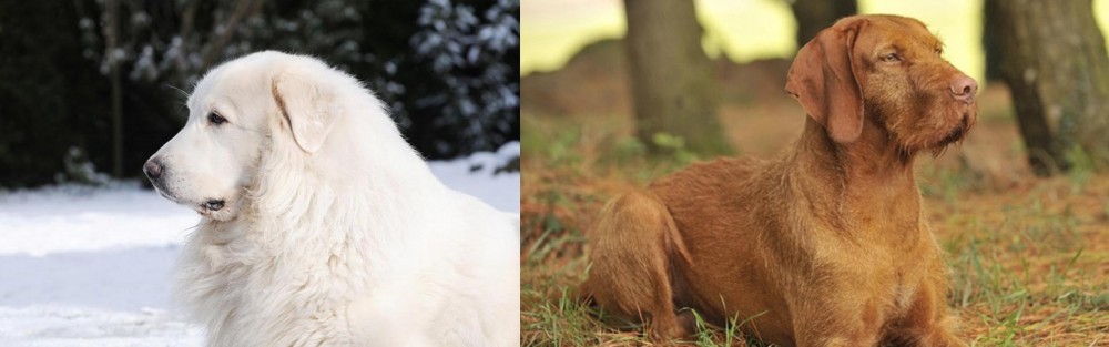 Hungarian Wirehaired Vizsla vs Great Pyrenees - Breed Comparison