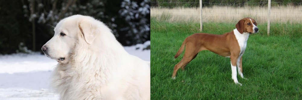 Hygenhund vs Great Pyrenees - Breed Comparison