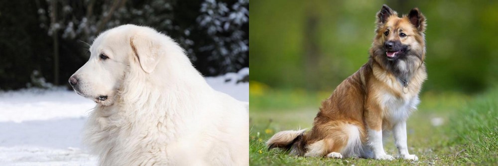 Icelandic Sheepdog vs Great Pyrenees - Breed Comparison