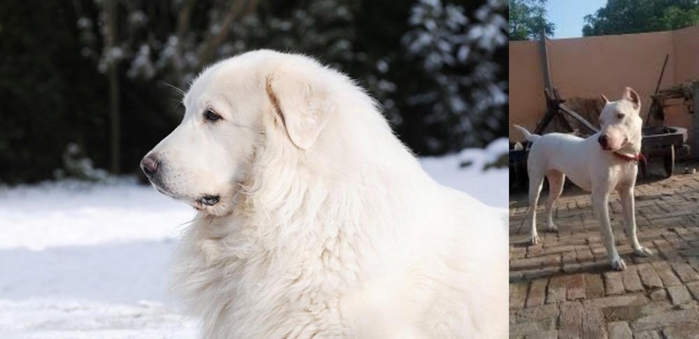 Indian Bull Terrier vs Great Pyrenees - Breed Comparison