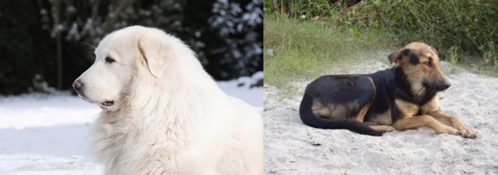 Indian Pariah Dog vs Great Pyrenees - Breed Comparison
