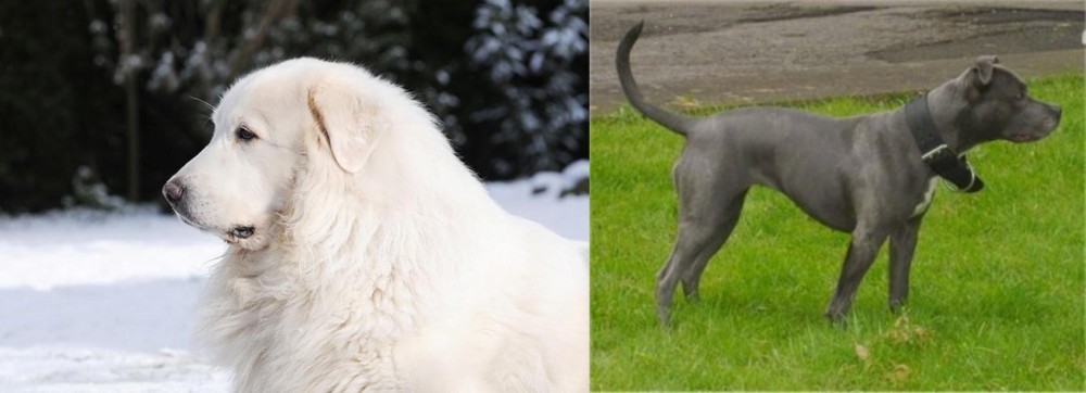 Irish Bull Terrier vs Great Pyrenees - Breed Comparison