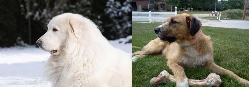 Irish Mastiff Hound vs Great Pyrenees - Breed Comparison