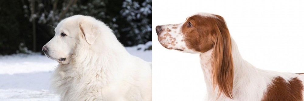Irish Red and White Setter vs Great Pyrenees - Breed Comparison