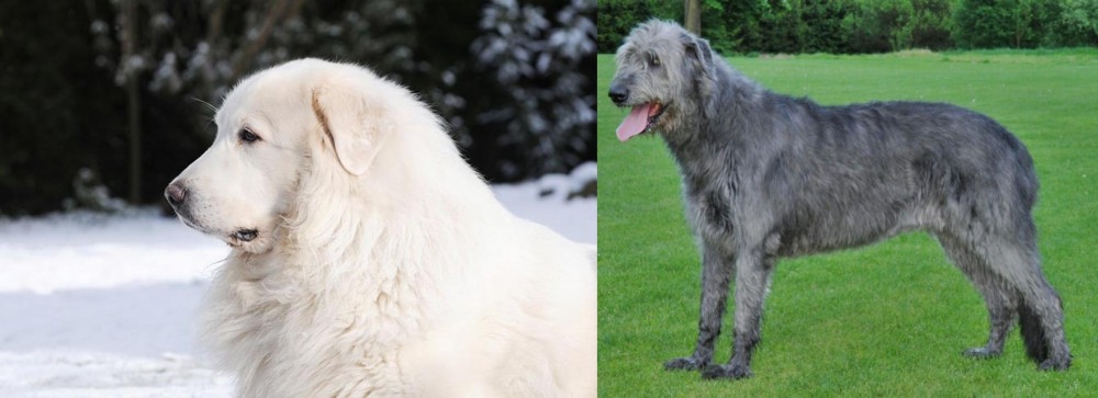 Irish Wolfhound vs Great Pyrenees - Breed Comparison