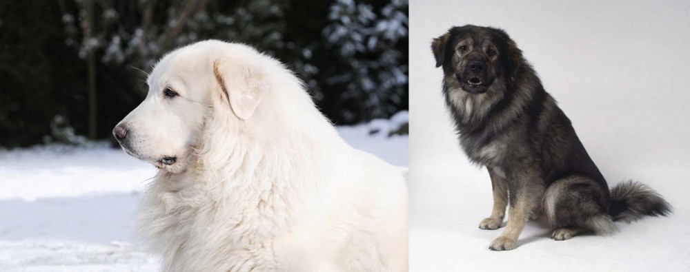 Istrian Sheepdog vs Great Pyrenees - Breed Comparison