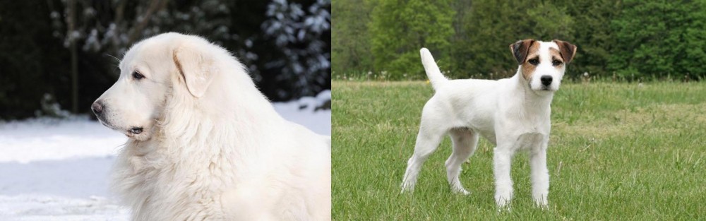 Jack Russell Terrier vs Great Pyrenees - Breed Comparison