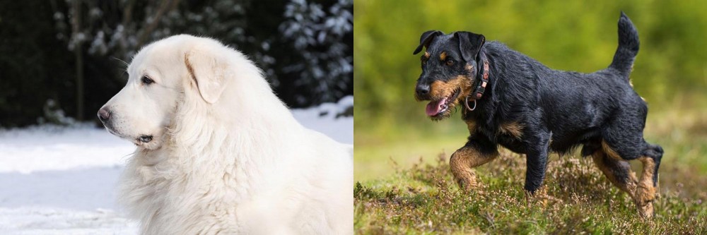 Jagdterrier vs Great Pyrenees - Breed Comparison