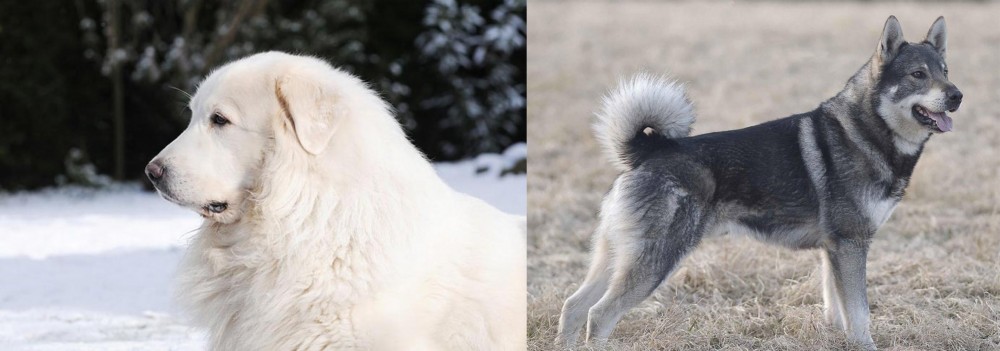 Jamthund vs Great Pyrenees - Breed Comparison