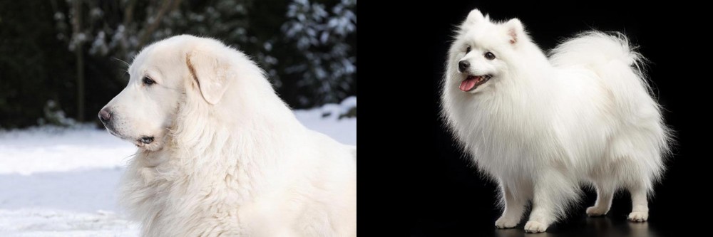 Japanese Spitz vs Great Pyrenees - Breed Comparison
