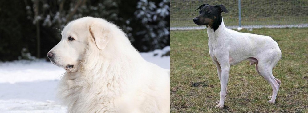 Japanese Terrier vs Great Pyrenees - Breed Comparison