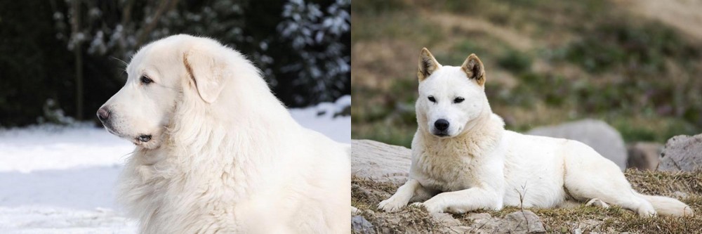 Jindo vs Great Pyrenees - Breed Comparison