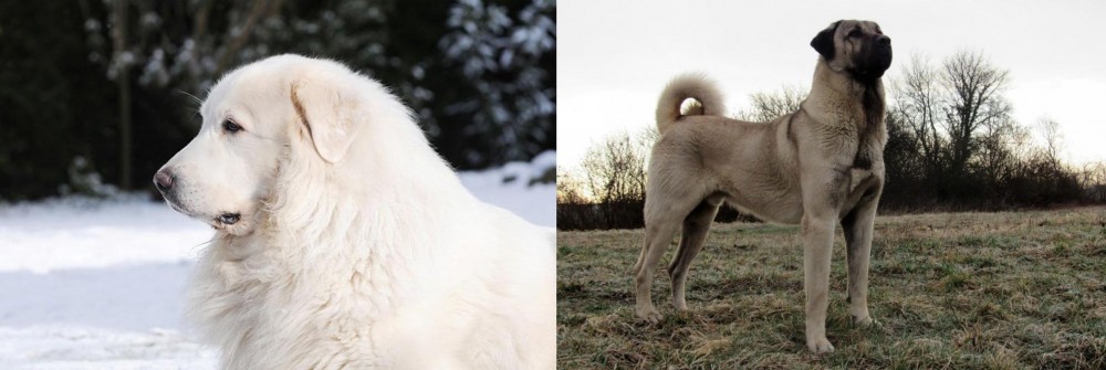 Kangal Dog vs Great Pyrenees - Breed Comparison