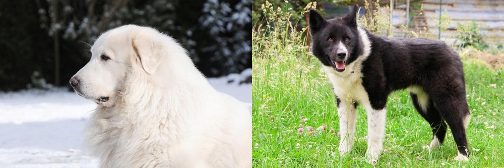 Karelian Bear Dog vs Great Pyrenees - Breed Comparison