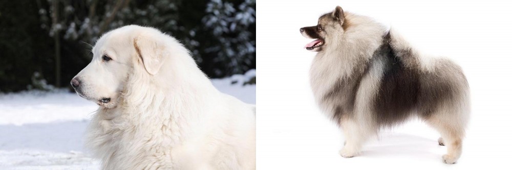 Keeshond vs Great Pyrenees - Breed Comparison