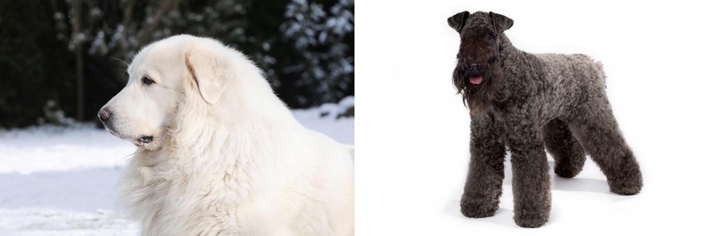 Kerry Blue Terrier vs Great Pyrenees - Breed Comparison
