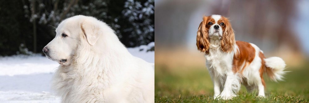 King Charles Spaniel vs Great Pyrenees - Breed Comparison