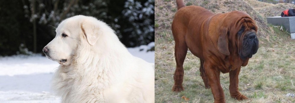 Korean Mastiff vs Great Pyrenees - Breed Comparison
