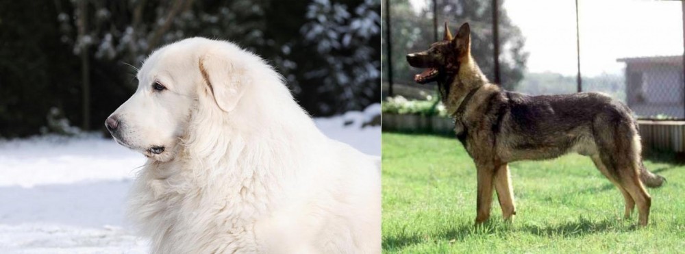 Kunming Dog vs Great Pyrenees - Breed Comparison