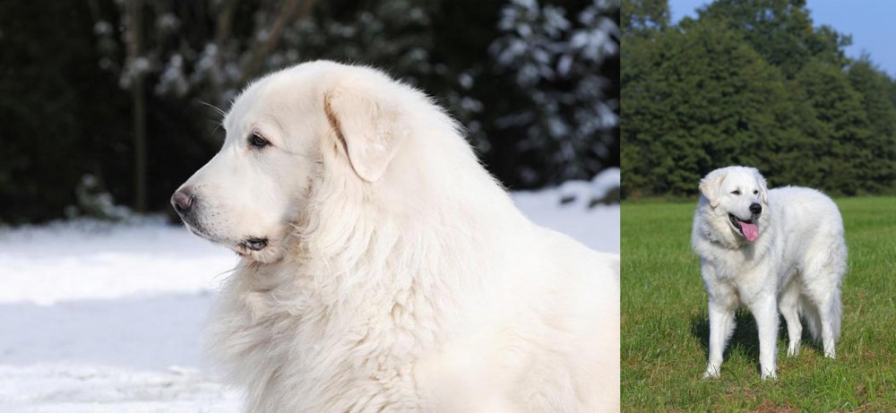 Kuvasz vs Great Pyrenees - Breed Comparison