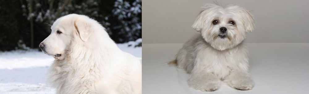 Kyi-Leo vs Great Pyrenees - Breed Comparison