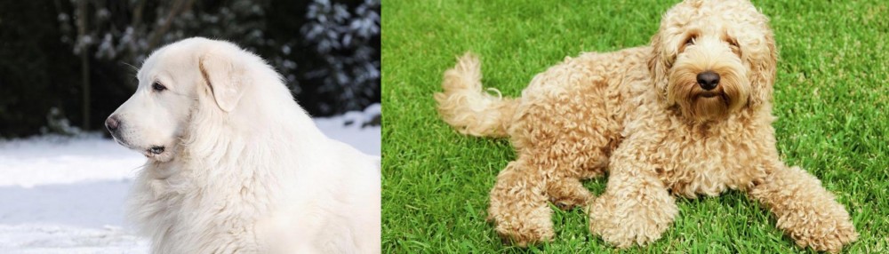 Labradoodle vs Great Pyrenees - Breed Comparison