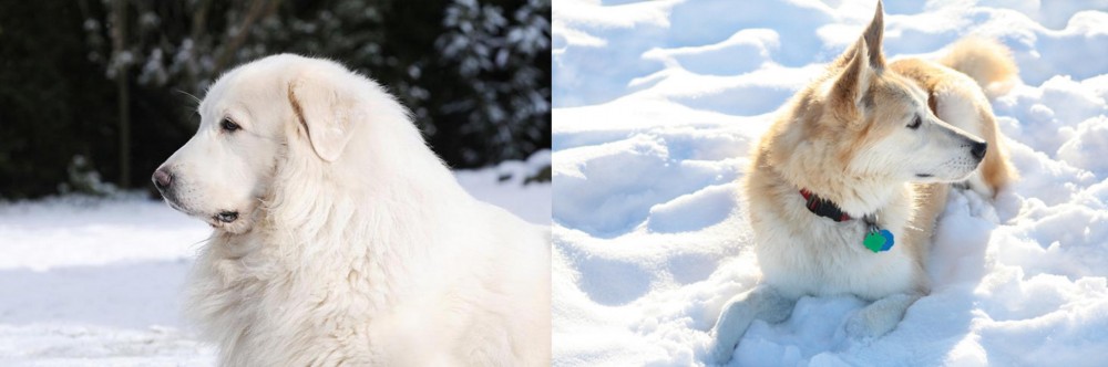 Labrador Husky vs Great Pyrenees - Breed Comparison