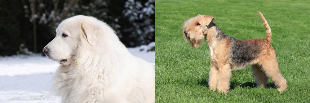Lakeland Terrier vs Great Pyrenees - Breed Comparison