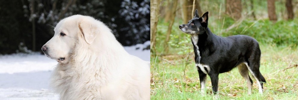 Lapponian Herder vs Great Pyrenees - Breed Comparison