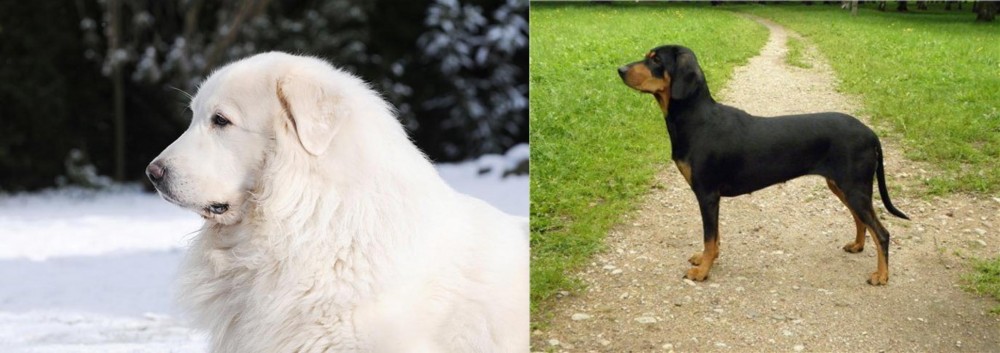 Latvian Hound vs Great Pyrenees - Breed Comparison