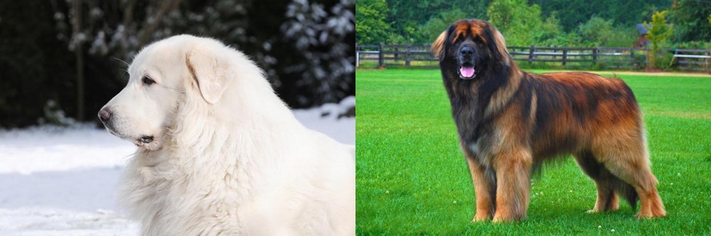 Leonberger vs Great Pyrenees - Breed Comparison