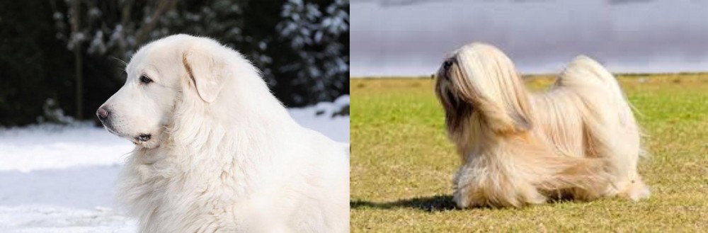 Lhasa Apso vs Great Pyrenees - Breed Comparison