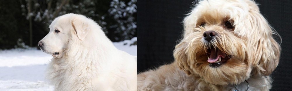 Lhasapoo vs Great Pyrenees - Breed Comparison