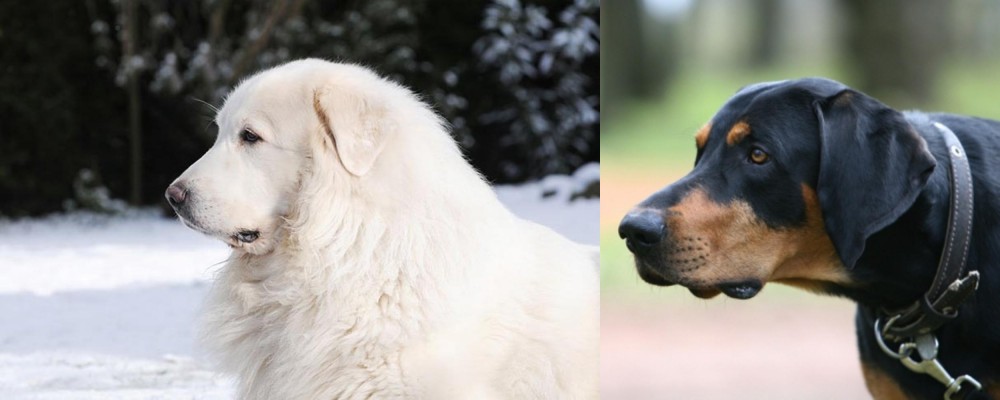 Lithuanian Hound vs Great Pyrenees - Breed Comparison