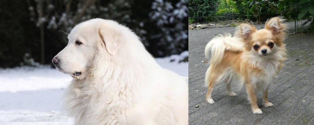 Long Haired Chihuahua vs Great Pyrenees - Breed Comparison
