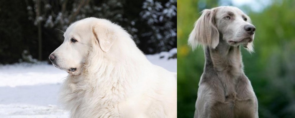 Longhaired Weimaraner vs Great Pyrenees - Breed Comparison