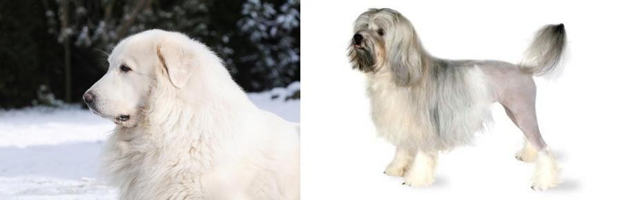 Lowchen vs Great Pyrenees - Breed Comparison